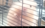 HAMSTER SQUAD2