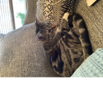 Kitten and cat fan group