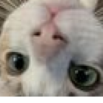 Flipy Cat