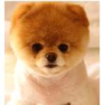 Pomeranians are so cute