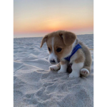 I love preppy Dogs!!!