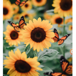 Sunflower ~ vibes