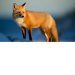 The Fox Group <3
