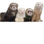 Ferret Fans OuO