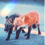 Fox~Squad