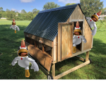 Cannibal Chicken Coop