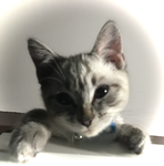 Scout the cat
