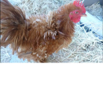 #FlumpyChicken