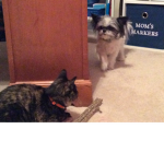 Kitten war