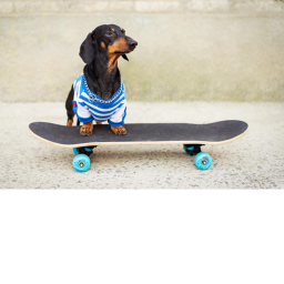 Weiner Dog Chat Hangout