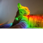 RainingRainbowCats