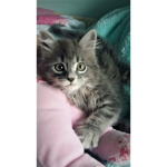 Kitty Cats!!!!