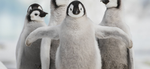 Royal Penguin Empire