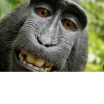 Monkeyy clan