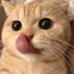 luhvkat2