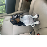 Turbo the beagle