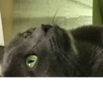 Mrrrrrrrrrrrrr cats