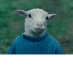 The lambs of kingdom