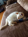 Cats Water bottle