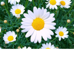 Flower beauty’s
