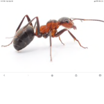 #antteam