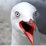 Seagulls Of Robloxia