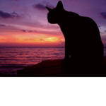 Sunset and kat