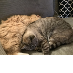Cat pople only