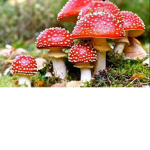 The mushroom people :3