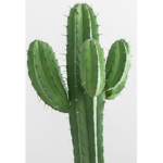 Cactus world