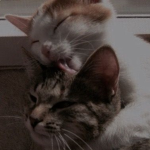Bad Cat Squad