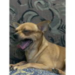 Dog fan org