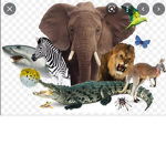 Animal’s squad