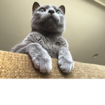 Kittens R awesome!