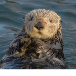 Respecc Otter