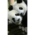 Panda Leute