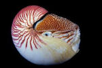 Nautilus stenomphalus
