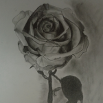 WARD STUDIO