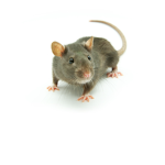 ratastic