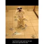 Jaketheboss