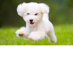 Furry Poodles