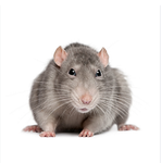 Join the rat group212