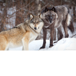 The Wolf Dog Pack