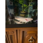 The axolotls official
