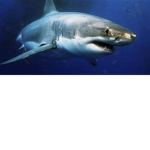 Shark Bro’s