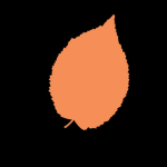 Leaf oak studios