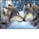 click here if you like wolves