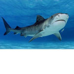 #sharksforlife