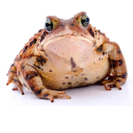 Froggos United