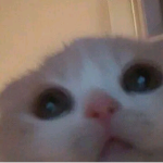 yourkitty